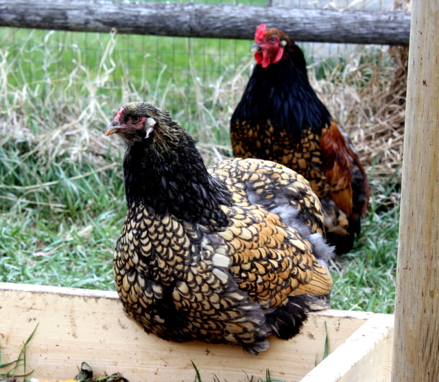Gold and Silver Laced Brahma